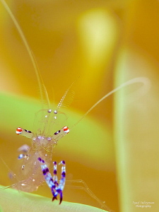 Commensal shrimp by Iyad Suleyman 